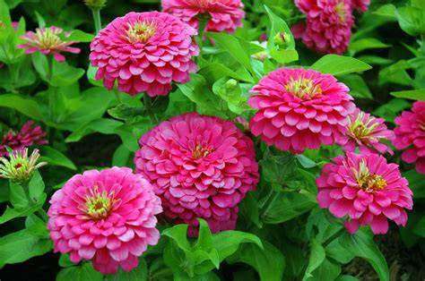 A vibrant zinnia flower field with various colors