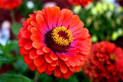 A close-up photograph of a zinnia flower with dew drops on the petals