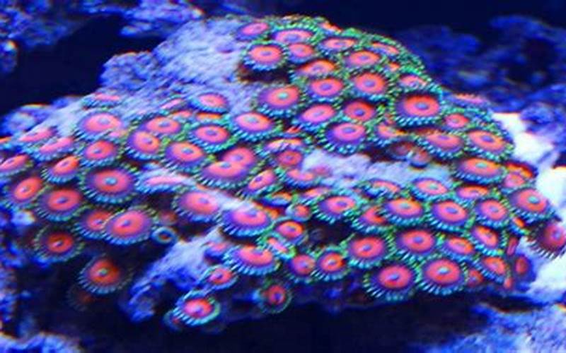 Zoas Coral Appearance