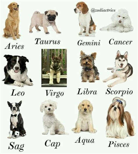 Zodiac Signs As Dog Breeds
