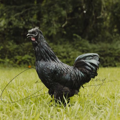 Zombie Chicken