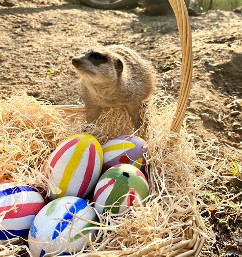 Zoo Easter