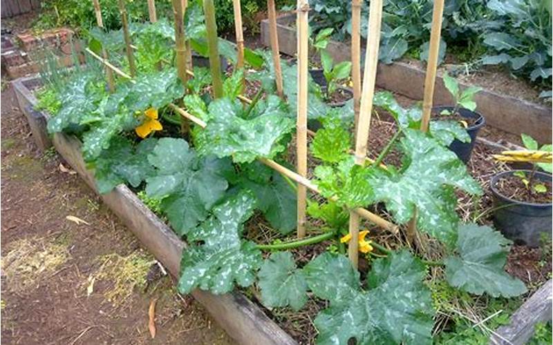 Zucchini Planting Raised Beds
