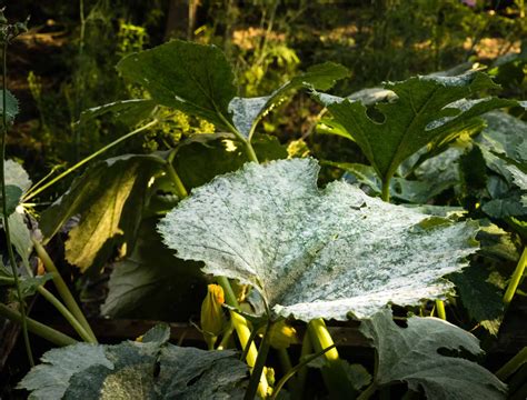 Zucchini Leaves White