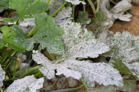 Zucchini White Leaves