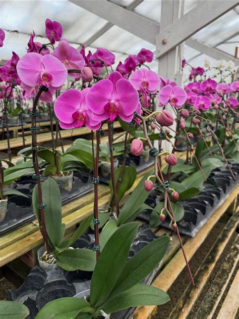 Zuma Orchids