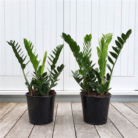 ZZ Plant Indoor Plants For Air Quality on Amazon POPSUGAR Home Photo 5