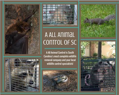 Snake Removal & Control Columbia SC AAAC Wildlife Removal