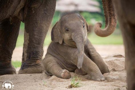 A Baby Elephant Finds A Piece Of Ribbon