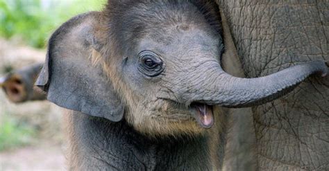 A Baby Elephant Is Called What