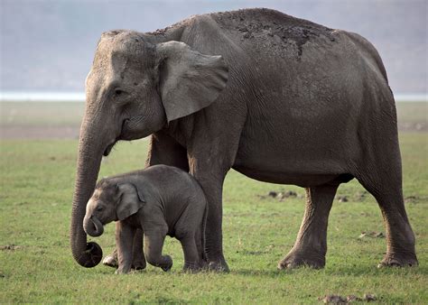 A Baby Elephant Swallowed By A Adult Elephant