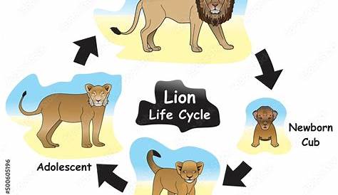 The Lion Life Cycle | Lion life cycle, Life cycles, Lion images