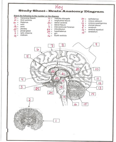 A New Discovery About The Brain Answer Key Pdf