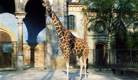File:Giraffe-berlin-zoo.jpg - Wikipedia