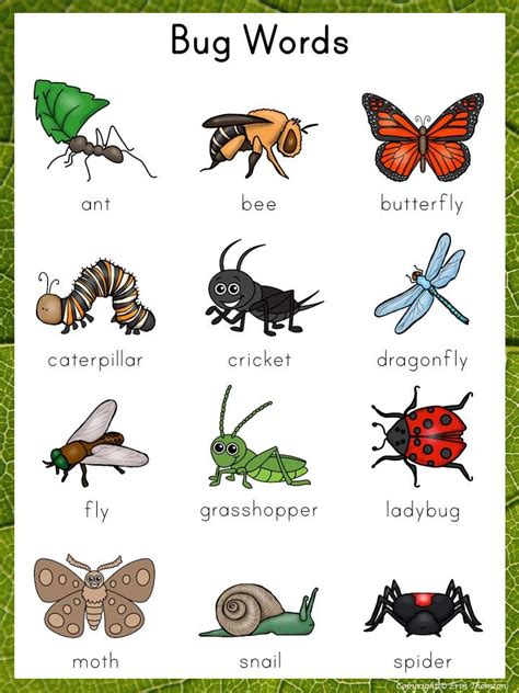 a 7 letter word for insect