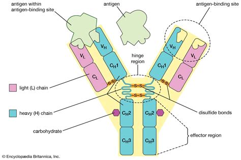 Chemical structure of RBCs and various blood antigens. Note that