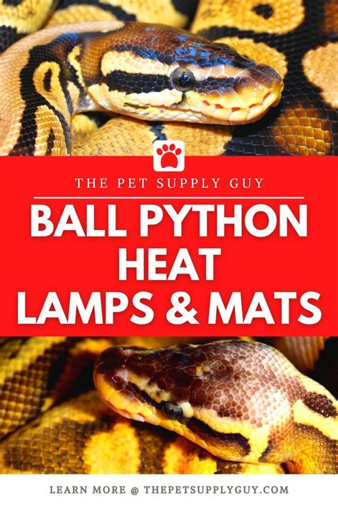 A Ball Python Need A Heat Lamp