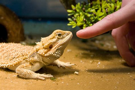 a bearded dragon as a pet