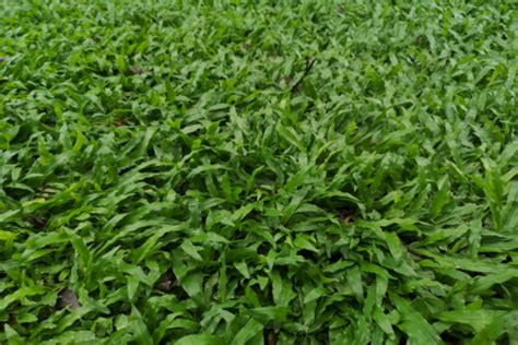 A Blanket For The Grass