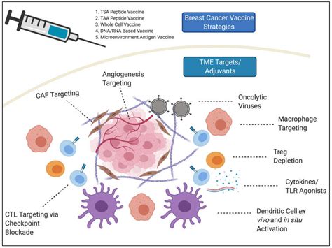 a cancer treatment vaccine