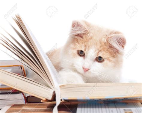 A Cat Reading A Book