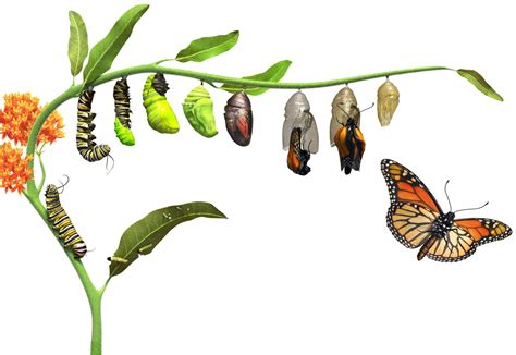 A Caterpillar Turning Into A Butterfly Is An Example Of Direct Development