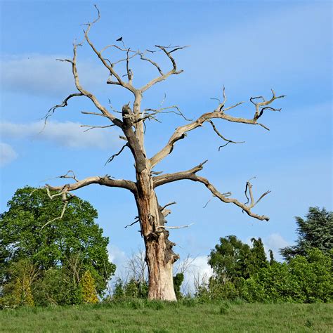 A Dead Tree Is An Example Of
