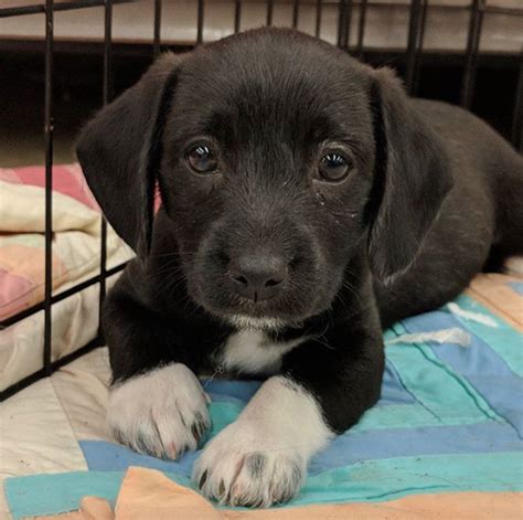 a dog adoption near me