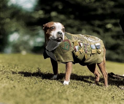 a dog named sergeant stubby