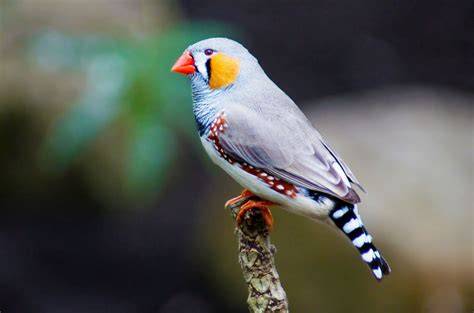Gouldian Finch Birds and Blooms