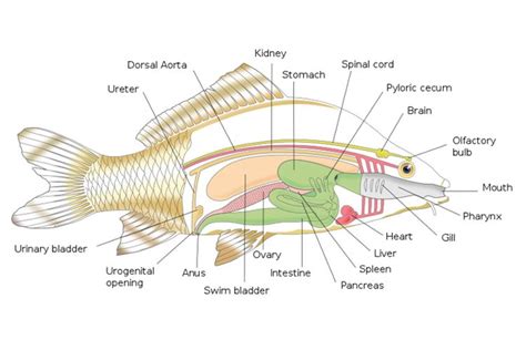 a fish in rectum