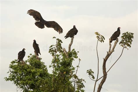 a group of buzzards