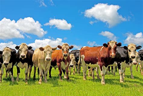 Portrait of a group of cows Stock Photo Dissolve
