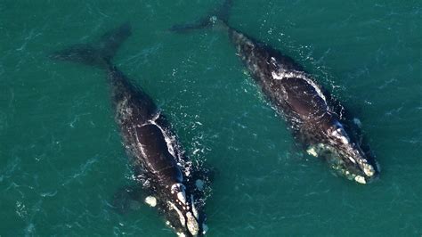 a group of right whales are moving