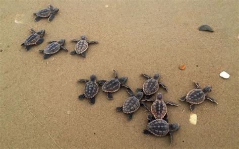 a herd of turtles blue coast realty