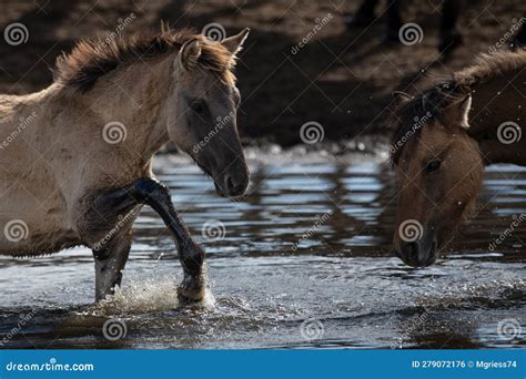 A Horse Splashes