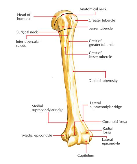 A Humerus Bone