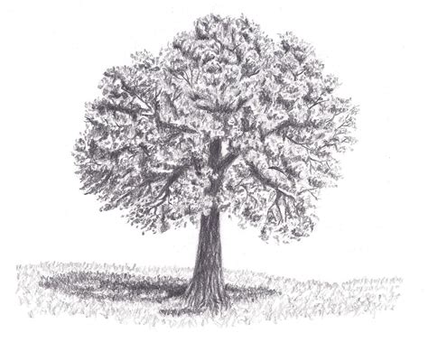 A Leafy Tree Drawing Easy