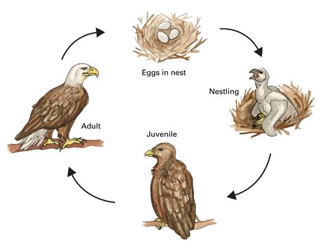 a life cycle of a eagle