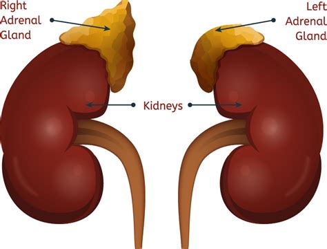 a mass on the adrenal gland