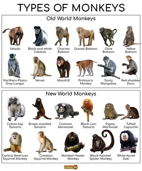 a monkey types on a 26-letter keyboard