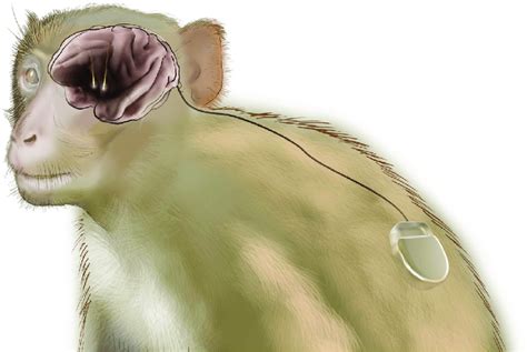 A Monkey With Electrodes Implanted In Its Brain