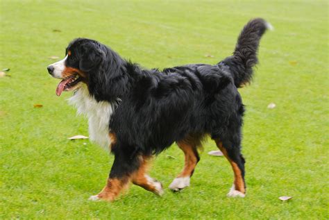 a mountain dog