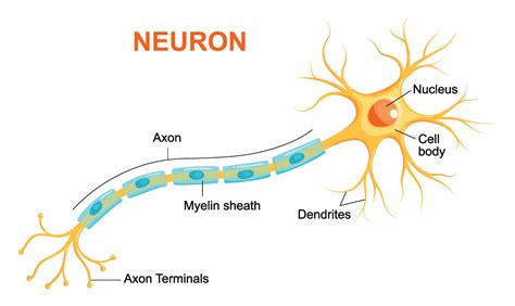 a neuron has only one but can have many