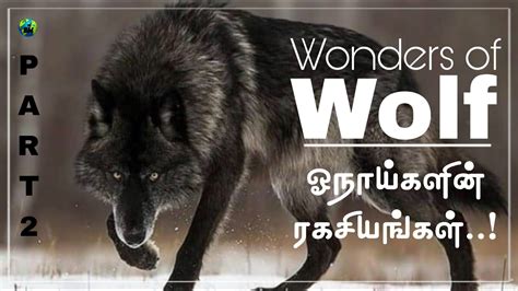 a pack of wolves meaning in tamil with example