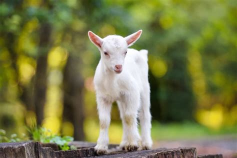 a picture of a goat