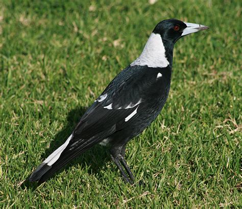 a picture of a magpie