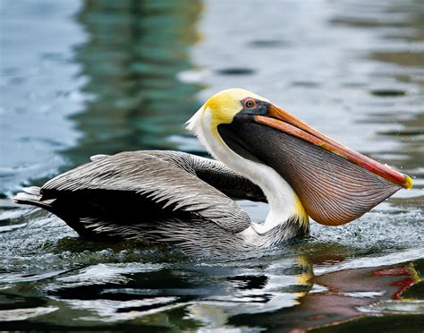 a picture of a pelican