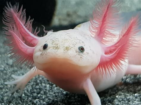 a picture of a pink axolotl