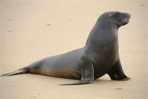 a picture of a sea lion
